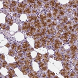 Invitrogen EFCAB4B Polyclonal Antibody 100 &mu;L; Unconjugated:Antibodies,