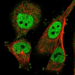 Invitrogen LY6G5C Polyclonal Antibody 100 &mu;L; Unconjugated:Antibodies,