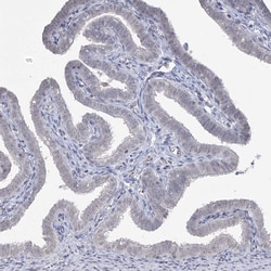 Invitrogen LY6G5C Polyclonal Antibody 100 &mu;L; Unconjugated:Antibodies,