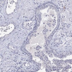 Invitrogen LY6G5C Polyclonal Antibody 100 &mu;L; Unconjugated:Antibodies,