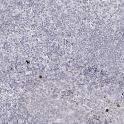 Invitrogen LY6G5C Polyclonal Antibody 100 &mu;L; Unconjugated:Antibodies,