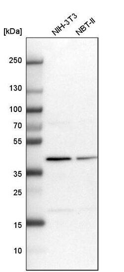 Invitrogen PSMD13 Polyclonal Antibody 100 &mu;L; Unconjugated:Antibodies,