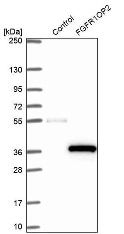 Invitrogen FGFR1OP2 Polyclonal Antibody 100 &mu;L; Unconjugated:Antibodies,