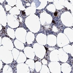 Invitrogen MON2 Polyclonal Antibody 100 &mu;L; Unconjugated:Antibodies,