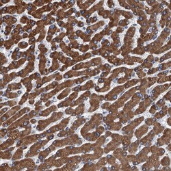 Invitrogen TRPT1 Polyclonal Antibody 100 &mu;L; Unconjugated:Antibodies,