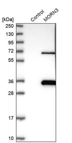 Invitrogen MORN3 Polyclonal Antibody 100 &mu;L; Unconjugated:Antibodies,