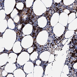 Invitrogen ATG2A Polyclonal Antibody 100 &mu;L; Unconjugated:Antibodies,