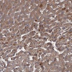 Invitrogen UNC93B1 Polyclonal Antibody 100 &mu;L | Buy Online | Invitrogen&trade; | Fisher Scientific