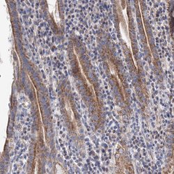 Invitrogen YARS2 Polyclonal Antibody 100 &mu;L; Unconjugated:Antibodies,