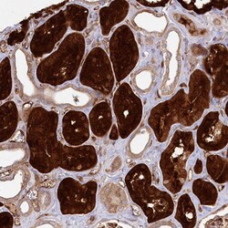 Invitrogen RBP5 Polyclonal Antibody 100 &mu;L; Unconjugated:Antibodies,
