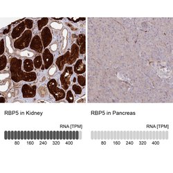 Invitrogen RBP5 Polyclonal Antibody 100 &mu;L; Unconjugated:Antibodies,