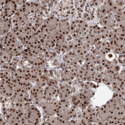 Invitrogen THYN1 Polyclonal Antibody 100 &mu;L | Buy Online | Invitrogen&trade; | Fisher Scientific