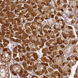 Invitrogen NBPF11 Polyclonal Antibody 100 &mu;L; Unconjugated:Antibodies,