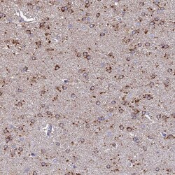 Invitrogen ARL8A Polyclonal Antibody 100 &mu;L; Unconjugated:Antibodies,