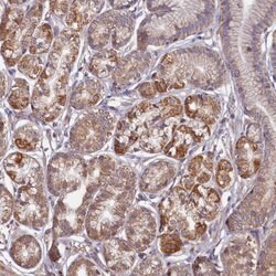 Invitrogen FUNDC1 Polyclonal Antibody 100 &mu;L; Unconjugated:Antibodies,