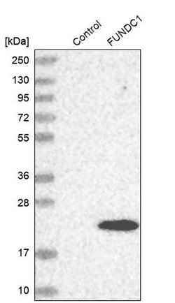 Invitrogen FUNDC1 Polyclonal Antibody 100 &mu;L; Unconjugated:Antibodies,