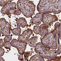 Invitrogen CD99L2 Polyclonal Antibody 100 &mu;L; Unconjugated:Antibodies,