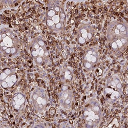 Invitrogen CD99L2 Polyclonal Antibody 100 &mu;L; Unconjugated:Antibodies,
