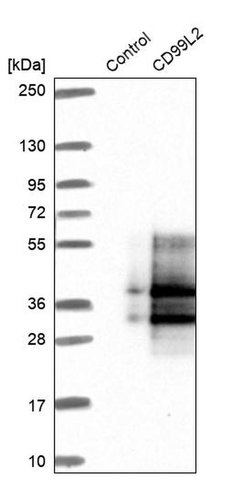 Invitrogen CD99L2 Polyclonal Antibody 100 &mu;L; Unconjugated:Antibodies,