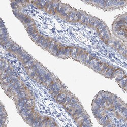 Invitrogen PRSS35 Polyclonal Antibody 100 &mu;L; Unconjugated:Antibodies,
