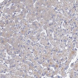 Invitrogen PRSS35 Polyclonal Antibody 100 &mu;L; Unconjugated:Antibodies,