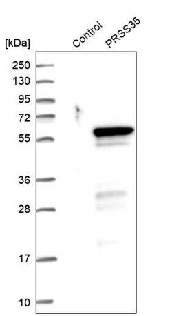 Invitrogen PRSS35 Polyclonal Antibody 100 &mu;L; Unconjugated:Antibodies,
