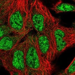 Invitrogen SFRS18 Polyclonal Antibody 100 &mu;L; Unconjugated:Antibodies,
