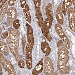 Invitrogen SFRS18 Polyclonal Antibody 100 &mu;L; Unconjugated:Antibodies,
