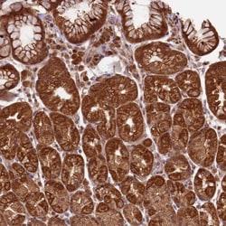 Invitrogen BCAS4 Polyclonal Antibody 100 &mu;L; Unconjugated:Antibodies,