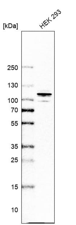 Invitrogen RICH2 Polyclonal Antibody 100 &mu;L | Buy Online | Invitrogen&trade; | Fisher Scientific