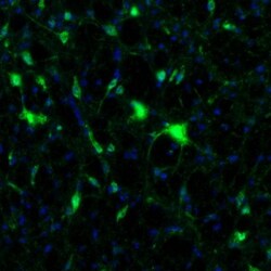 Invitrogen NAGLU Polyclonal Antibody 100 &mu;L; Unconjugated:Antibodies,