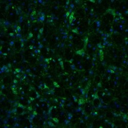Invitrogen NAGLU Polyclonal Antibody 100 &mu;L; Unconjugated:Antibodies,
