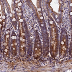 Invitrogen PDZRN3 Polyclonal Antibody 100 &mu;L; Unconjugated:Antibodies,