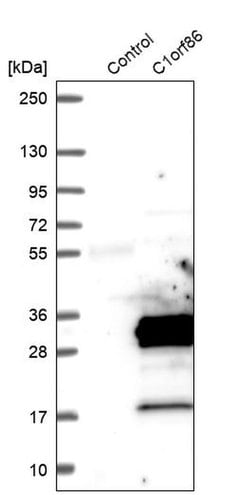 Invitrogen C1orf86 Polyclonal Antibody 100 &mu;L | Buy Online | Invitrogen&trade; | Fisher Scientific