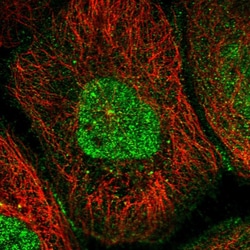 Invitrogen RASSF4 Polyclonal Antibody 100 &mu;L; Unconjugated:Antibodies,