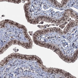 Invitrogen RASSF4 Polyclonal Antibody 100 &mu;L; Unconjugated:Antibodies,