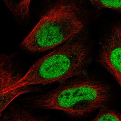 Invitrogen SCAF11 Polyclonal Antibody 100 &mu;L; Unconjugated:Antibodies,