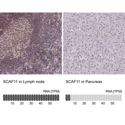 Invitrogen SCAF11 Polyclonal Antibody 100 &mu;L; Unconjugated:Antibodies,