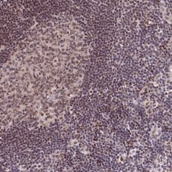 Invitrogen SCAF11 Polyclonal Antibody 100 &mu;L; Unconjugated:Antibodies,