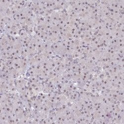 Invitrogen SCAF11 Polyclonal Antibody 100 &mu;L; Unconjugated:Antibodies,
