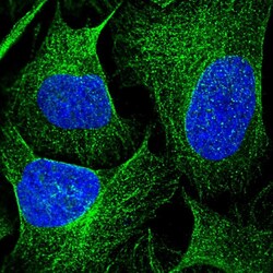 Invitrogen DENND5B Polyclonal Antibody 100 &mu;L; Unconjugated:Antibodies,