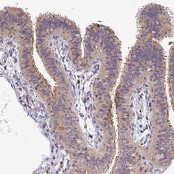 Invitrogen DENND5B Polyclonal Antibody 100 &mu;L; Unconjugated:Antibodies,