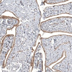 Invitrogen TTC40 Polyclonal Antibody 100 &mu;L; Unconjugated:Antibodies,