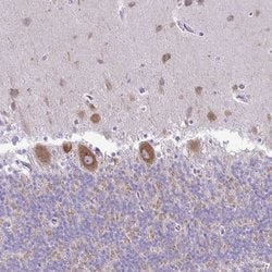 Invitrogen Pellino 3 Polyclonal Antibody 100 &mu;L; Unconjugated:Antibodies,