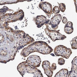 Invitrogen GTSF1 Polyclonal Antibody 100 &mu;L; Unconjugated:Antibodies,