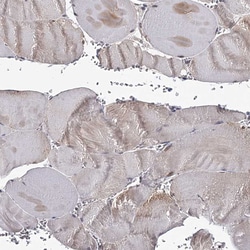 Invitrogen GTSF1 Polyclonal Antibody 100 &mu;L; Unconjugated:Antibodies,