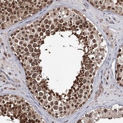Invitrogen GTSF1 Polyclonal Antibody 100 &mu;L; Unconjugated:Antibodies,