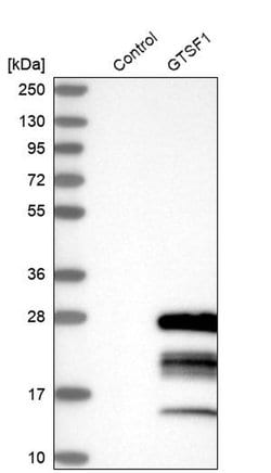 Invitrogen GTSF1 Polyclonal Antibody 100 &mu;L; Unconjugated:Antibodies,