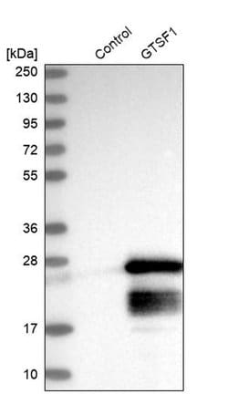 Invitrogen GTSF1 Polyclonal Antibody 100 &mu;L | Buy Online | Invitrogen&trade; | Fisher Scientific