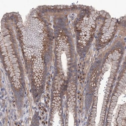 Invitrogen SEC24A Polyclonal Antibody 100 &mu;L; Unconjugated:Antibodies,